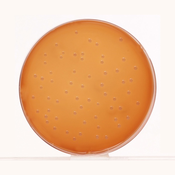 Eugonic Agar 500G